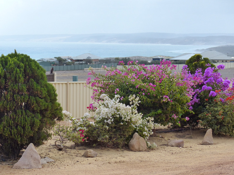 Colourful flowers with the ocean as a backdrop