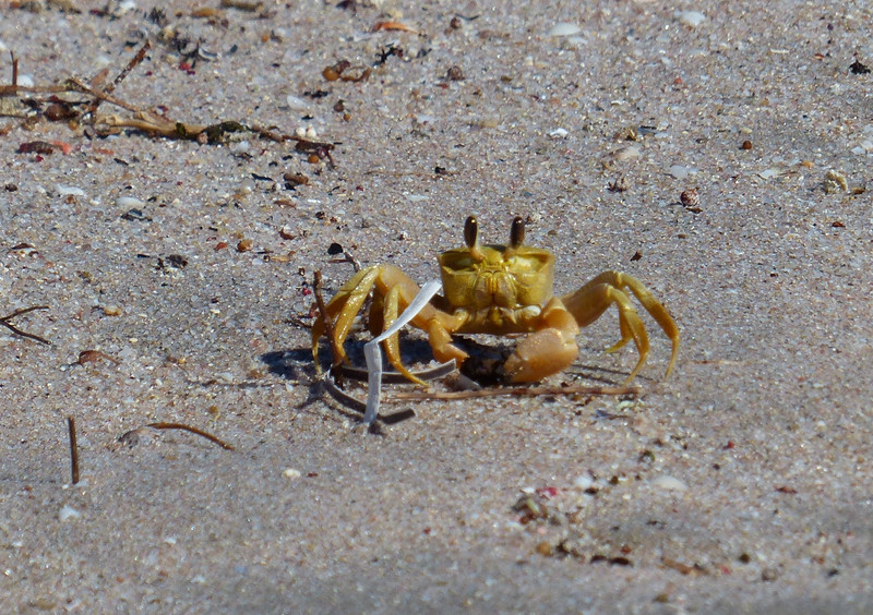 Cute Yellow Crab