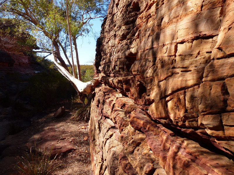 Tree Protruding From Rock