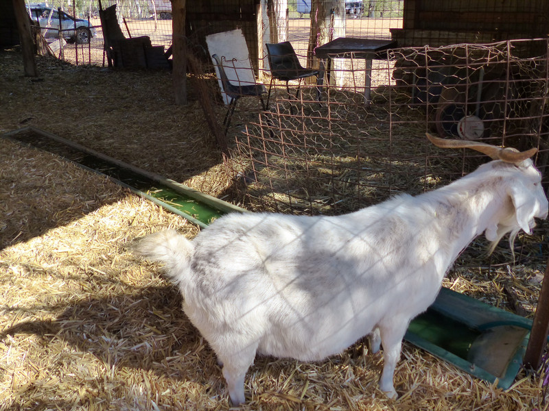 Very Pregnant Goat