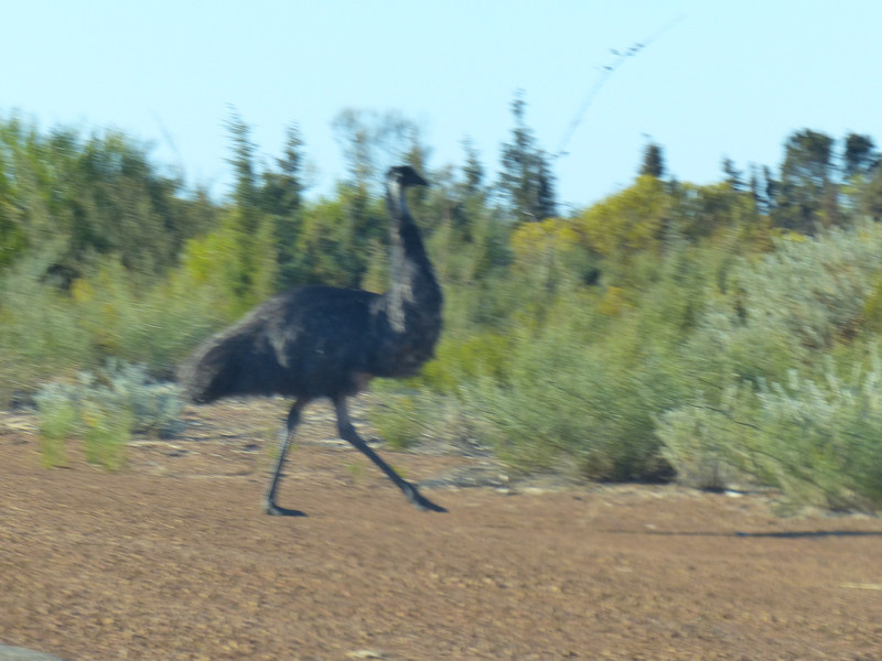 Emu Darted In Front Of Us Near Kalbarri
