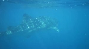 8 Metre Whale Shark
