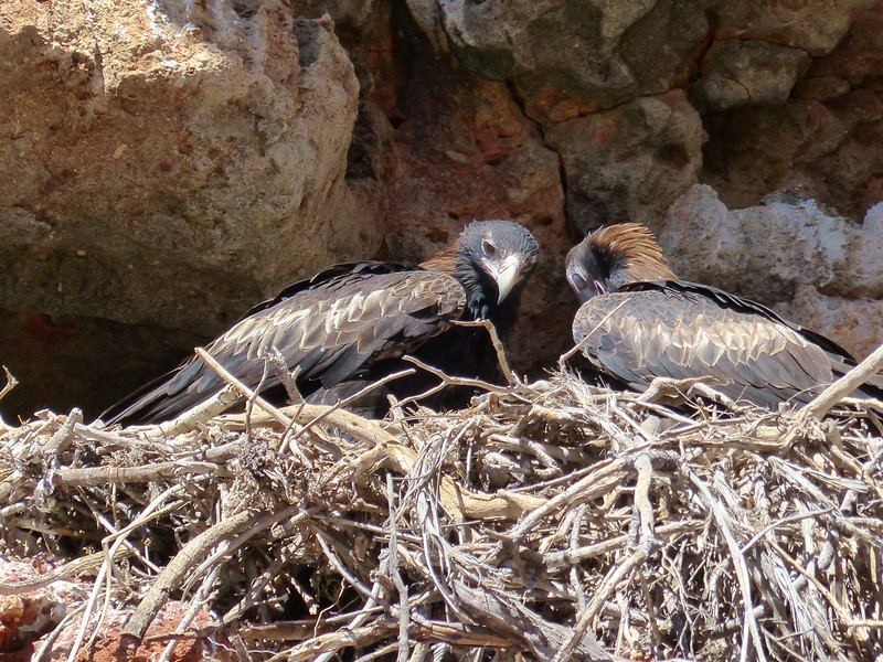 Wedge-tail Eagles