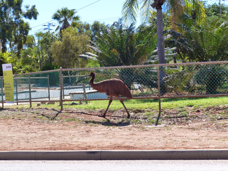 Emu Casually Strolling Upon Our Return To Town