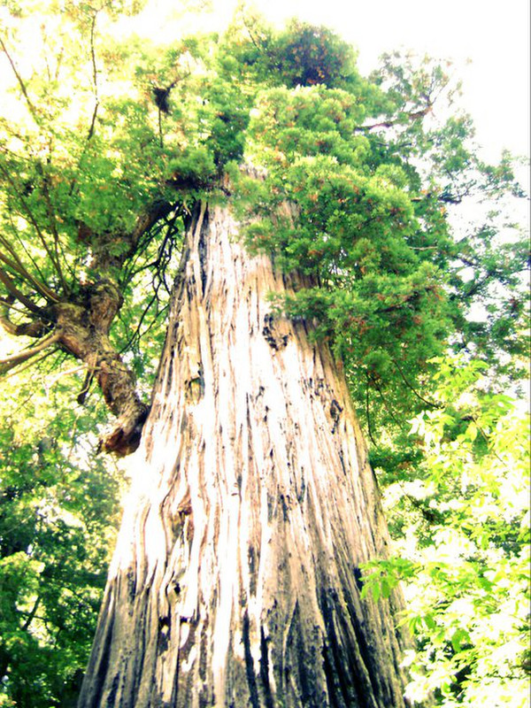 Towering redwood