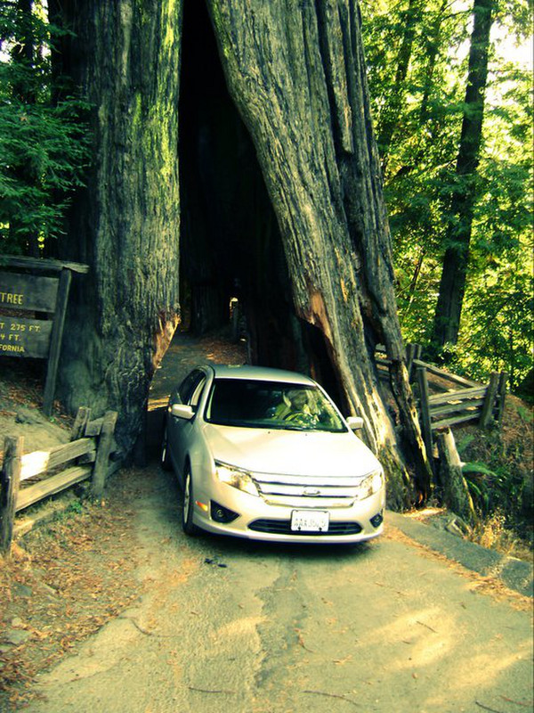 Driving through the Redwood