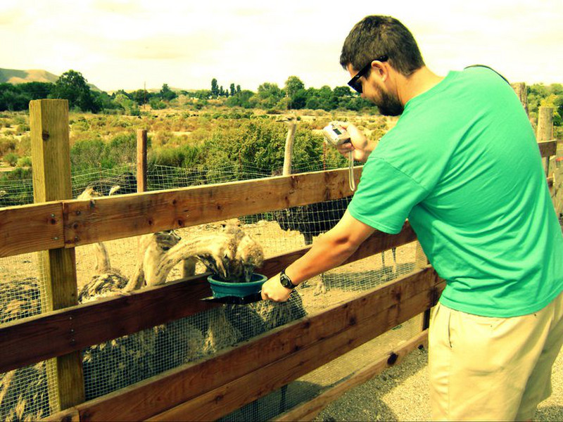 Feeding the Ostriches at Ostrich Land