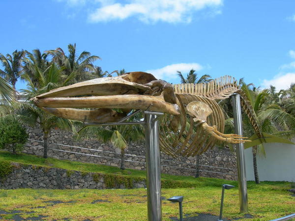 Whale fossil bone structure