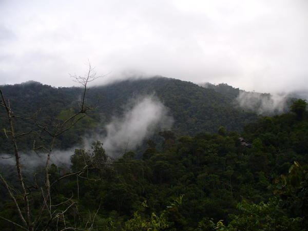 Cloud forest on way to Mindo