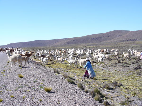 Woman shepherding her herd...