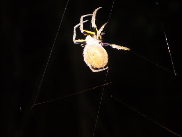 spider spinning its web