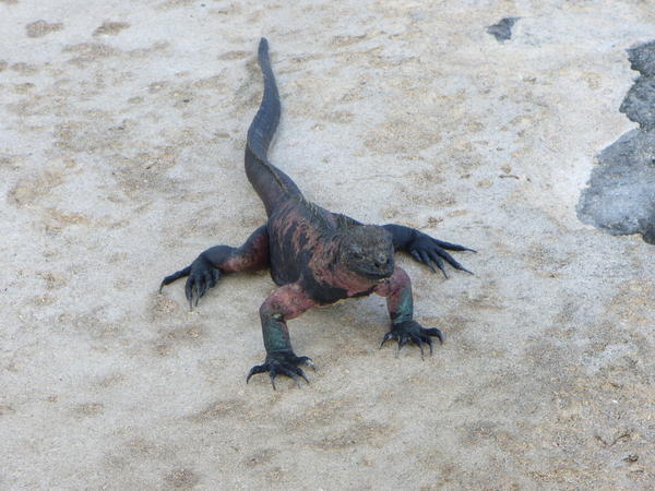 Iguana in the sand
