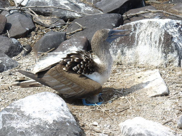 Blue footed booby with baby 1