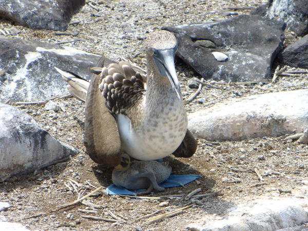 Blue footed booby with baby 2