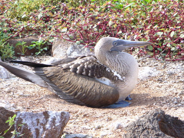 Blue footed booby with egg