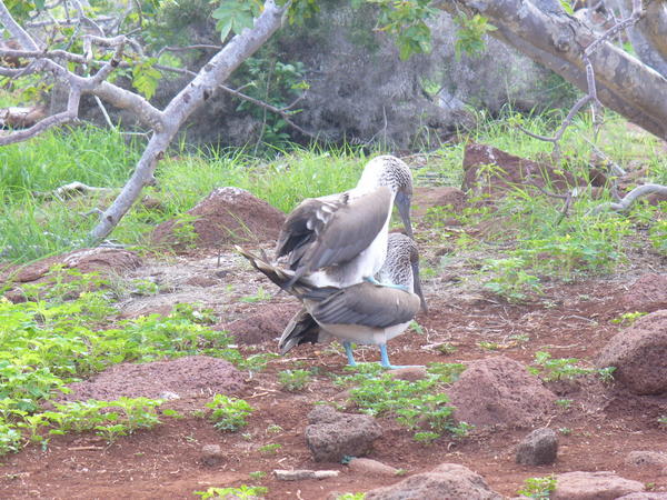 Mating blue footed boobies