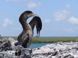 Pair of flightless cormorants