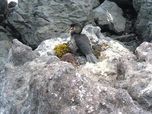 Nesting cormorant