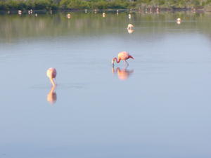 Pink flamingos 2