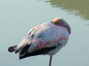 Pink flamingos 4
