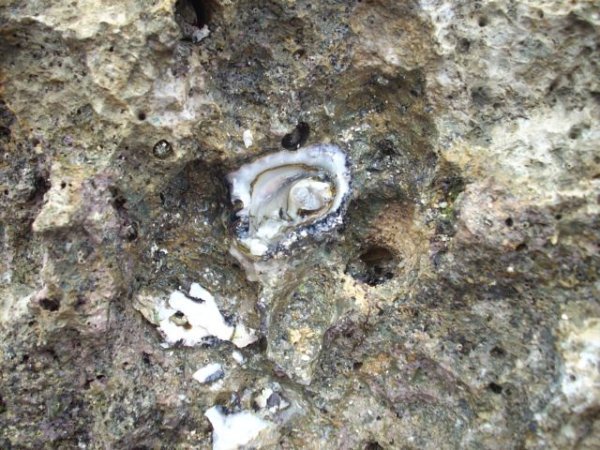 Oyster by the rock