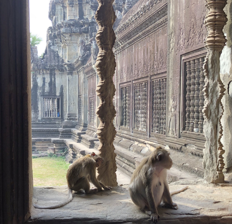 Angkor Wat temple residents