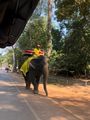 Cambodian working Elephant 