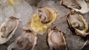 Great oysters at Coast