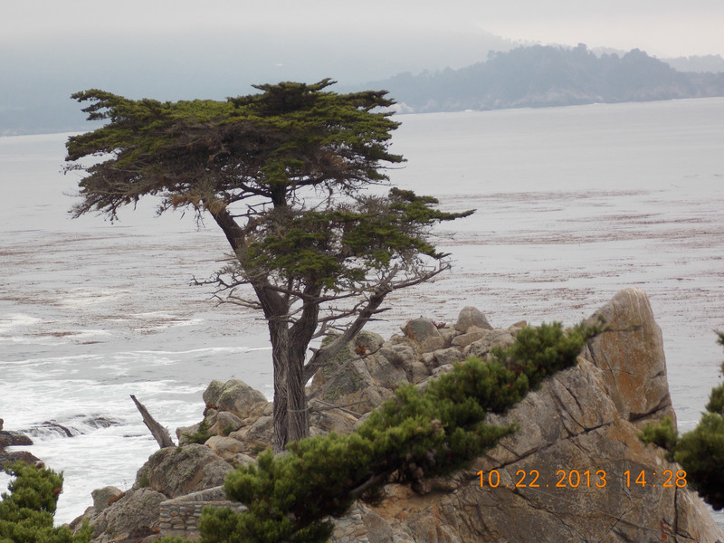 Most famous cypress tree in the world