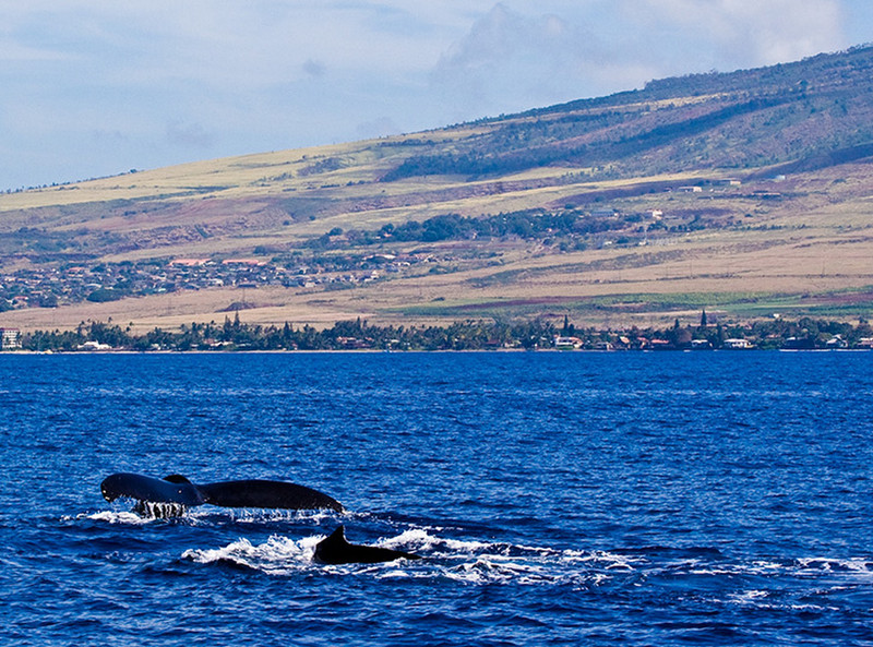 Whale watching!