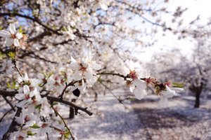 Almond blossoms are white