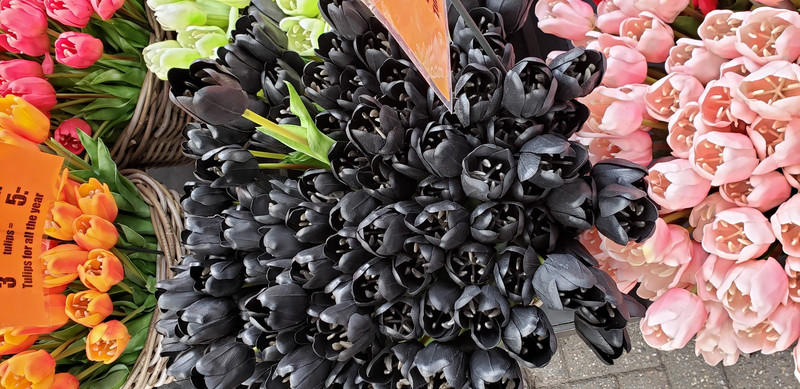 Black Tulips in Amsterdam