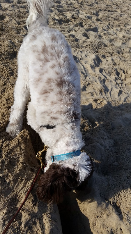 Lexi digging on the beach