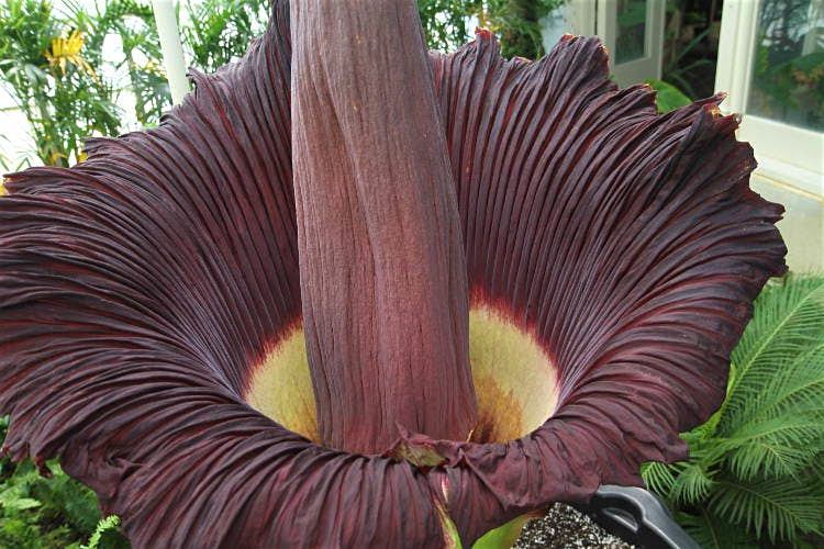 The corpse flower