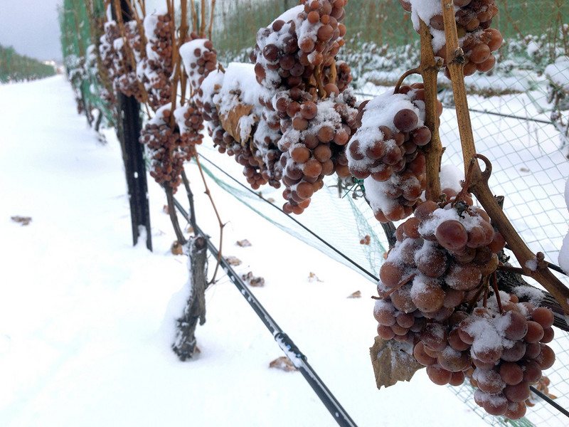 Grapes on the vine with ice