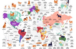 Great map of dogs