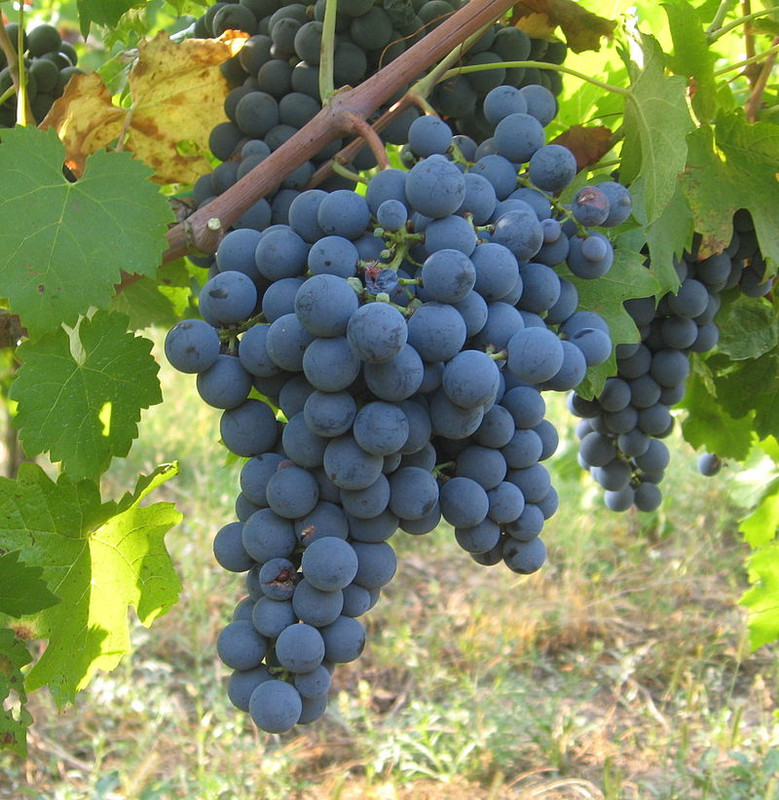The carmenere grape