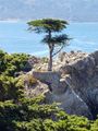 The famous Lone Cypress on 17 Mile Drive