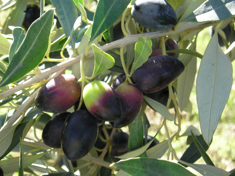 Greek olive trees