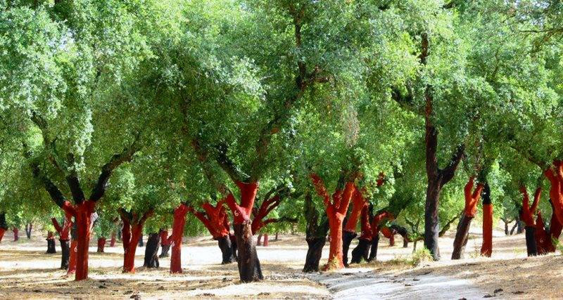 "Naked" cork trees