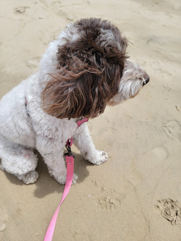 Lexi loves the sandy beach