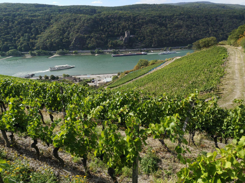 Home of Rhine wine