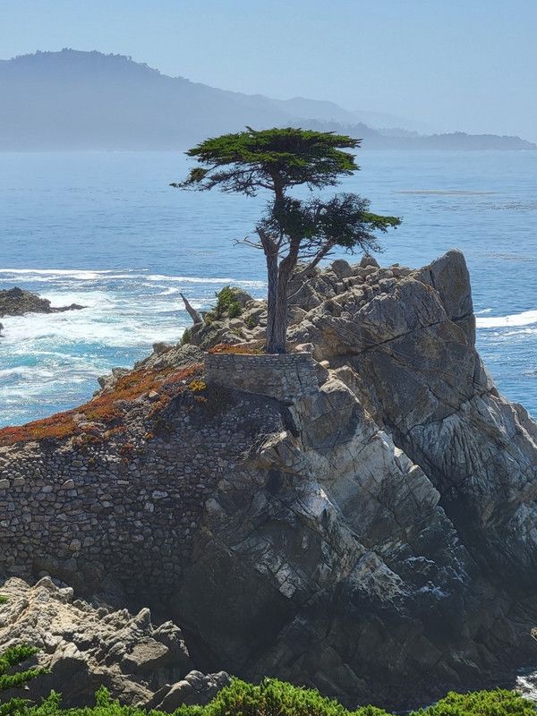 Famous Lone Cypress, 17 Mile Drive