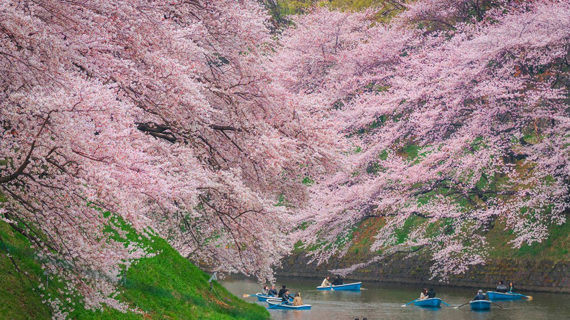 Wash DC cherry blossoms