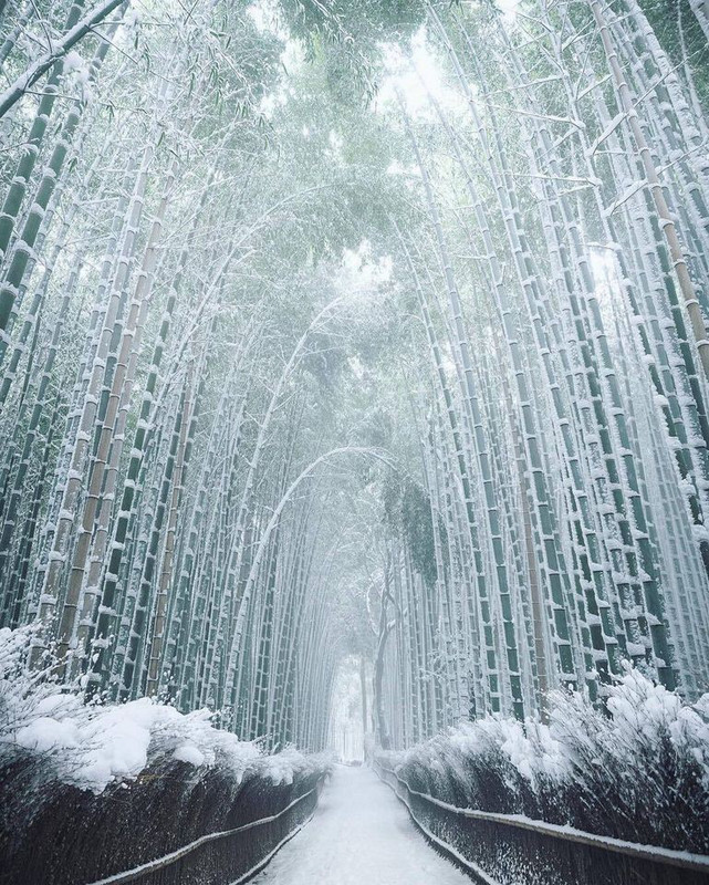 Wintry bamboo in Japan