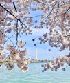 Washington Monument blossoms