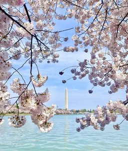 Washington Monument blossoms