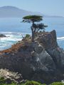 The famous Lone Cypress, 17 Mile Drive