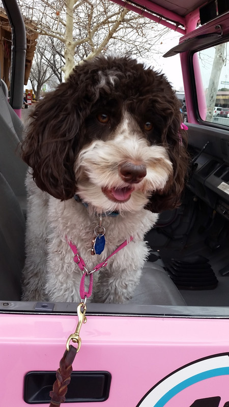 Lexi loves the pink jeep!