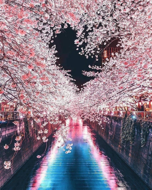Sakura time